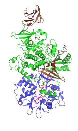 AMPK Activation