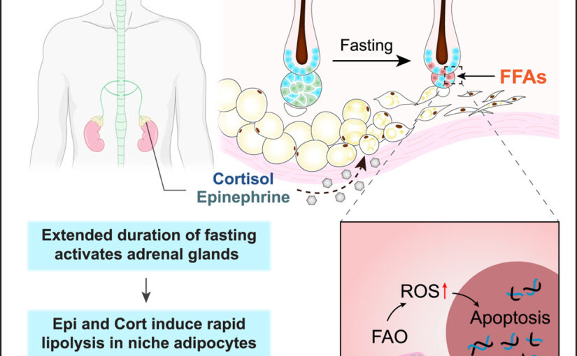 Intermittent fasting suppresses hair growth