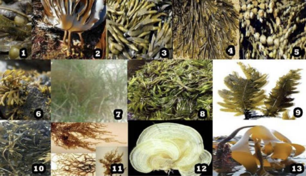 13 types of fucoidan-containing seaweed